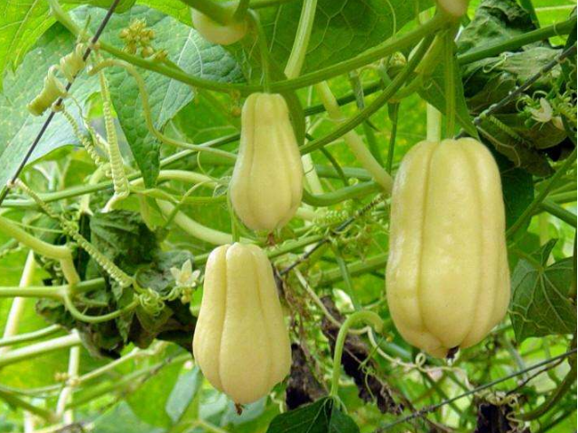 农村有一种长相奇特的瓜,是心脏的"保护神",常吃还能提高智力