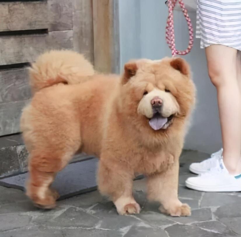 松狮犬常见的5种颜色你都认全了吗