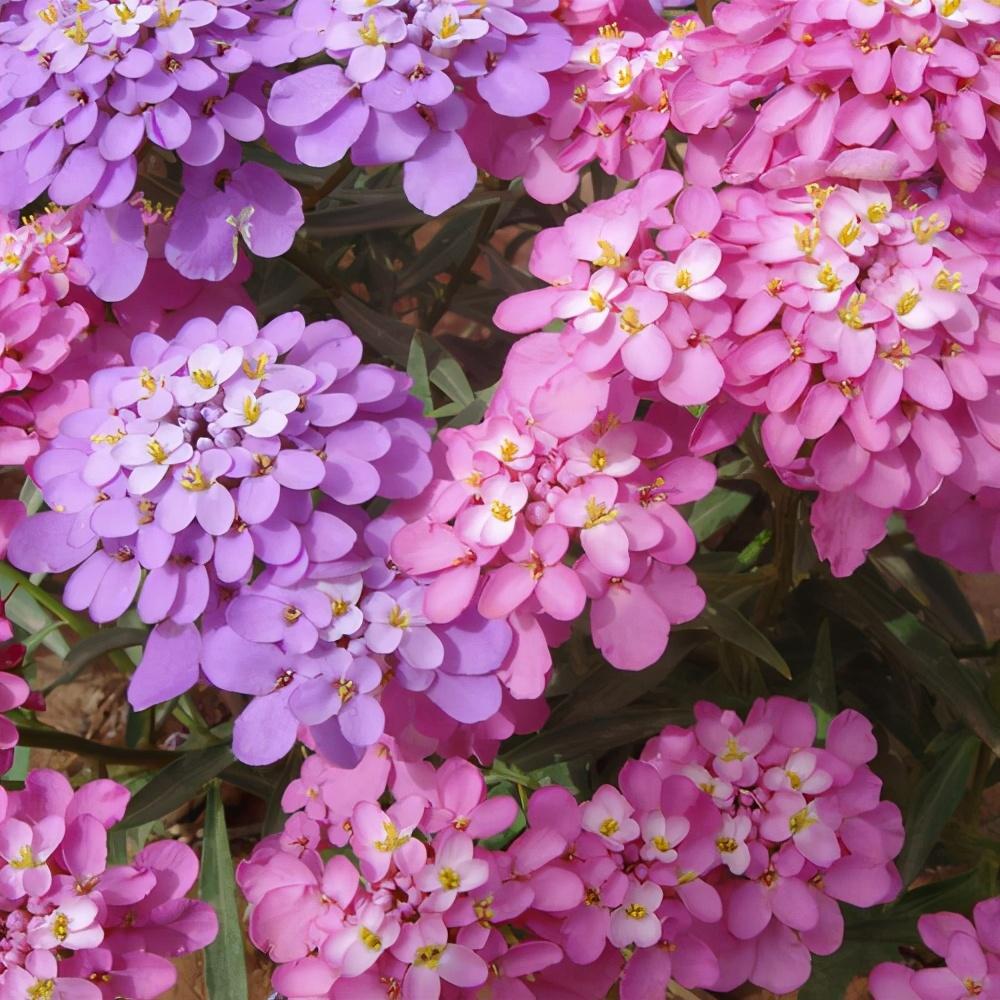 一种花能开三色花,白的紫的粉红的,名叫蜂室花开花持久花香飘远