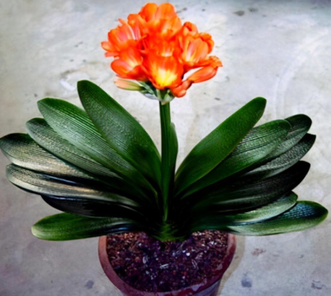 君子兰植株的品种与叶片尖端的尖锐程度成反比,一般呈圆盾形状的才是