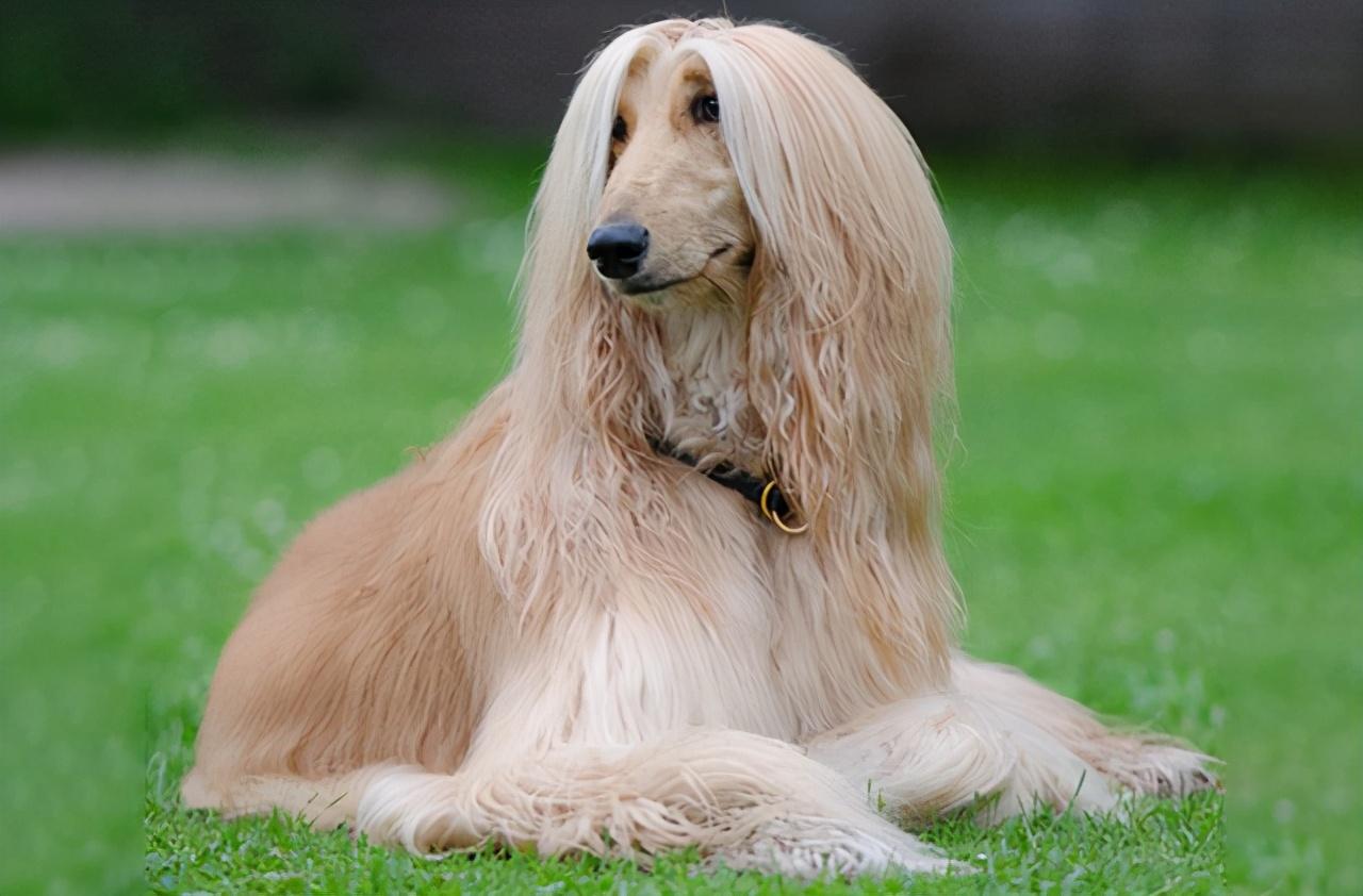 最漂亮的狗 新浪网