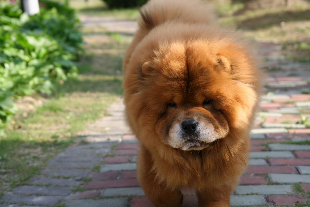 松狮犬常见的5种颜色你都认全了吗