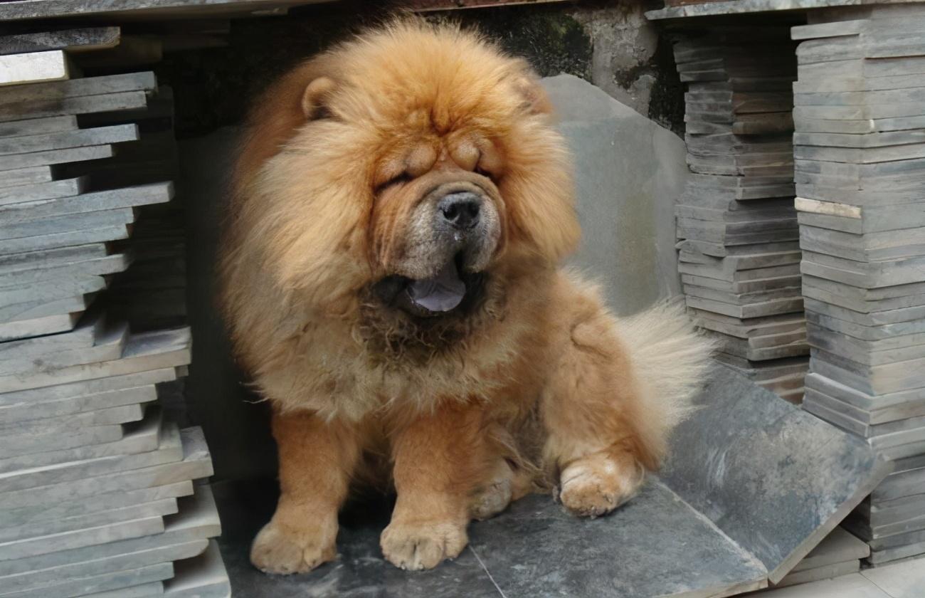 松狮犬常见的5种颜色你都认全了吗