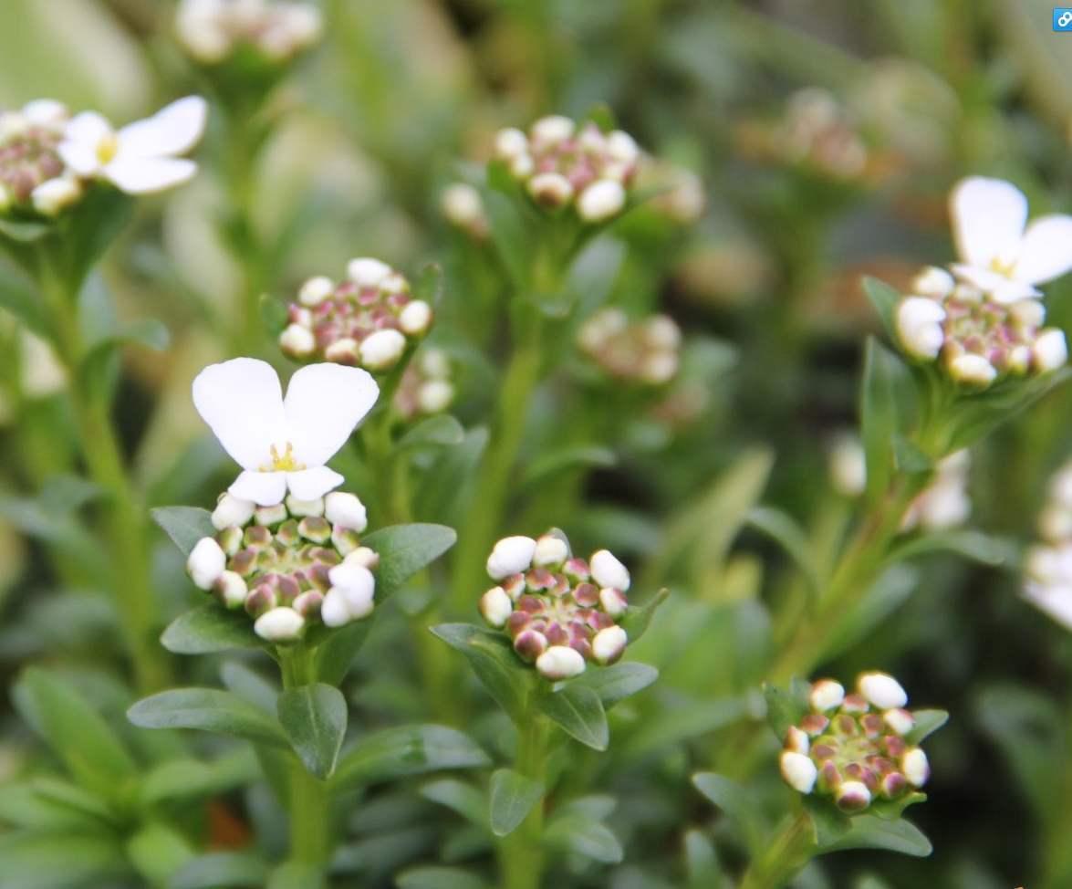 一种花能开三色花,白的紫的粉红的,名叫蜂室花开花持久花香飘远