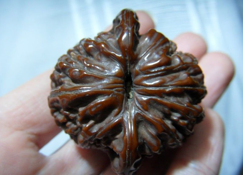 朋友家的一对百年文玩核桃第一次见到这么漂亮的野生狮子头