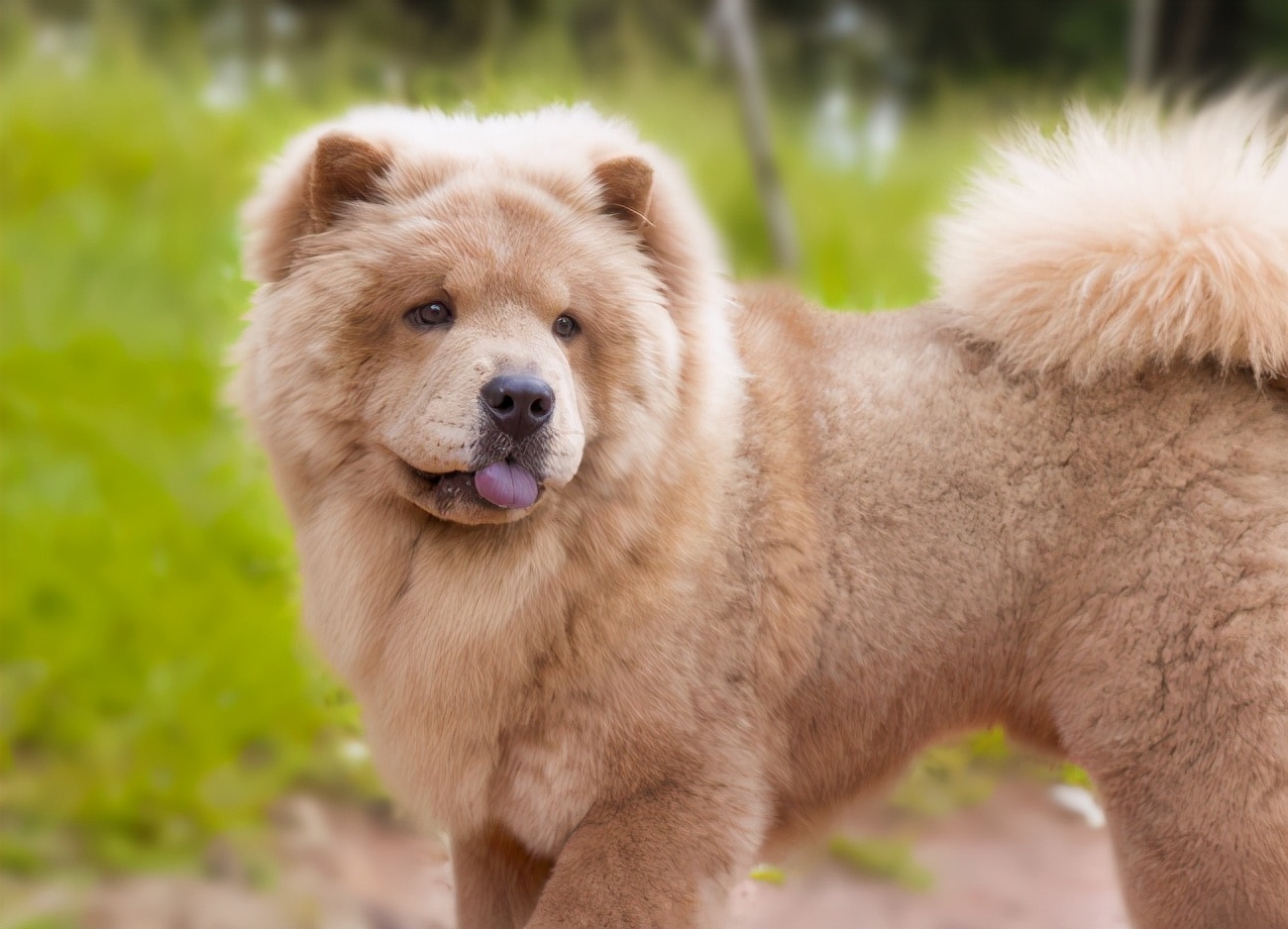 松狮犬|肉桂色|红棕色_新浪新闻