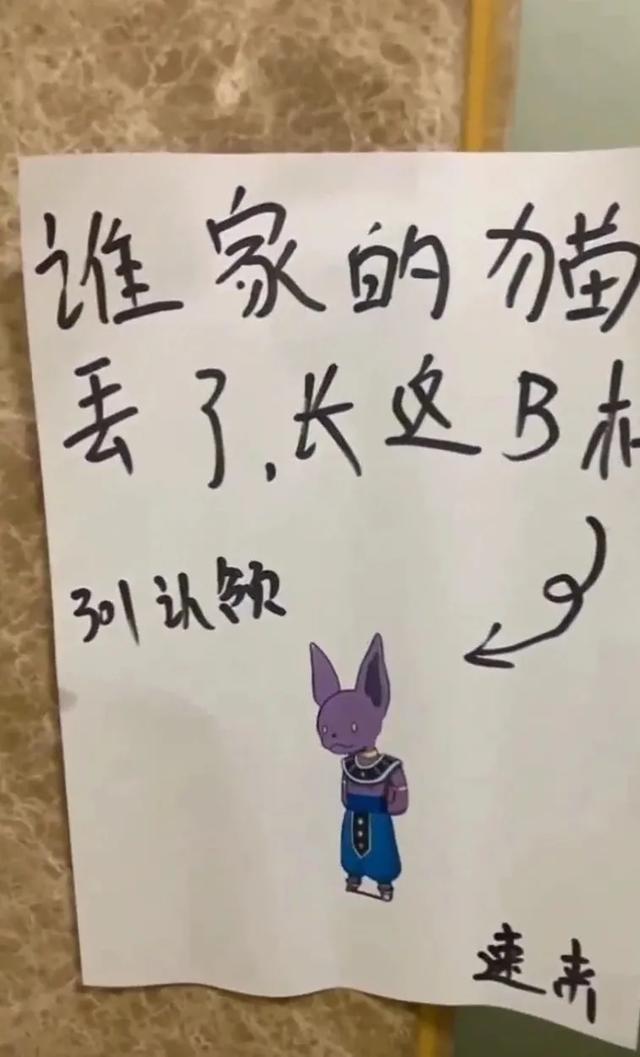 寻猫启事能有多憨批猫看完更不想回家了