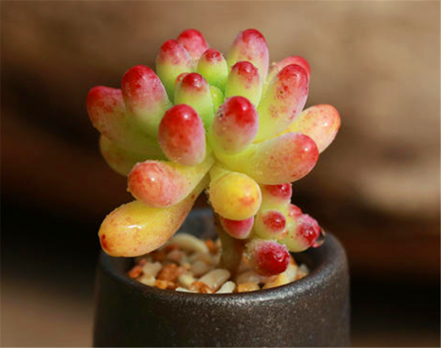 果冻乙女心太美了,晶莹剔透绚烂多姿,常做3件事,新手也能做到