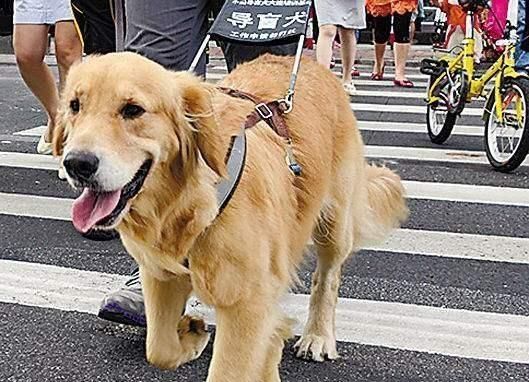 我劝你不要提"金毛犬"|金毛犬|导盲犬|金茂_新浪新闻