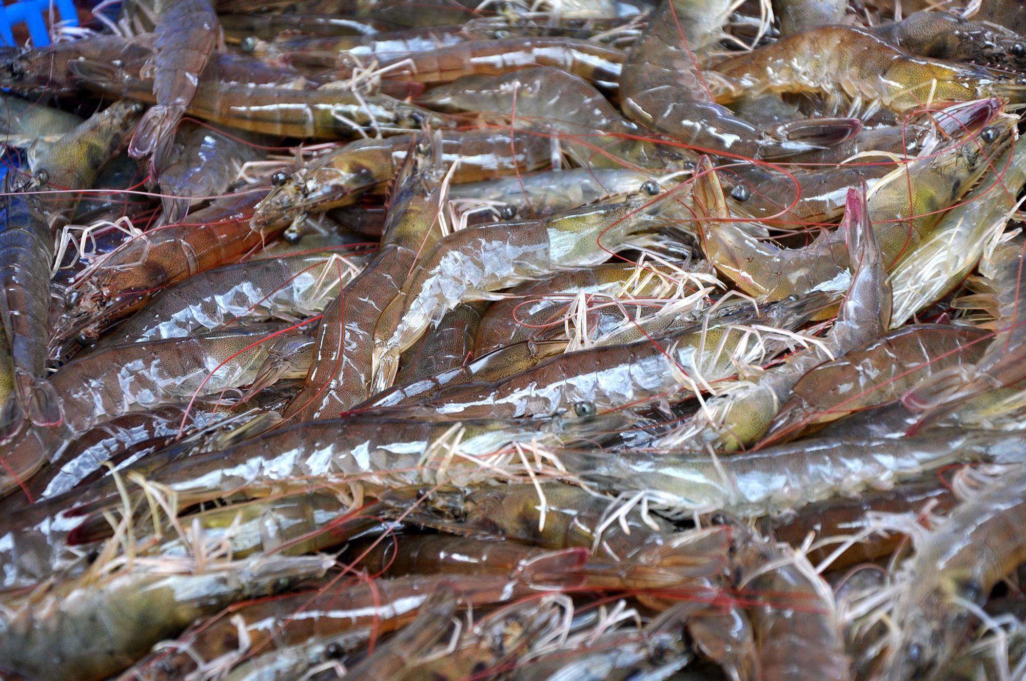 买虾时,不分价格高低,遇到这4种虾不要购买,为了健康快看看|大虾|虾