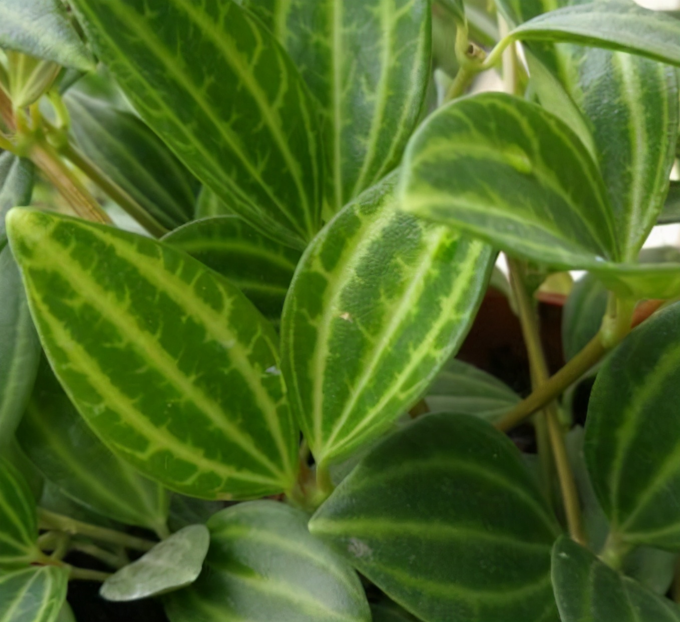 白脉椒草长得丑养法不对4个细节拯救颜值