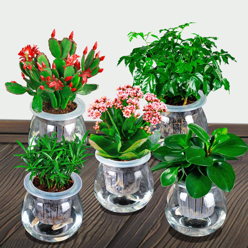 室内花卉水培方法