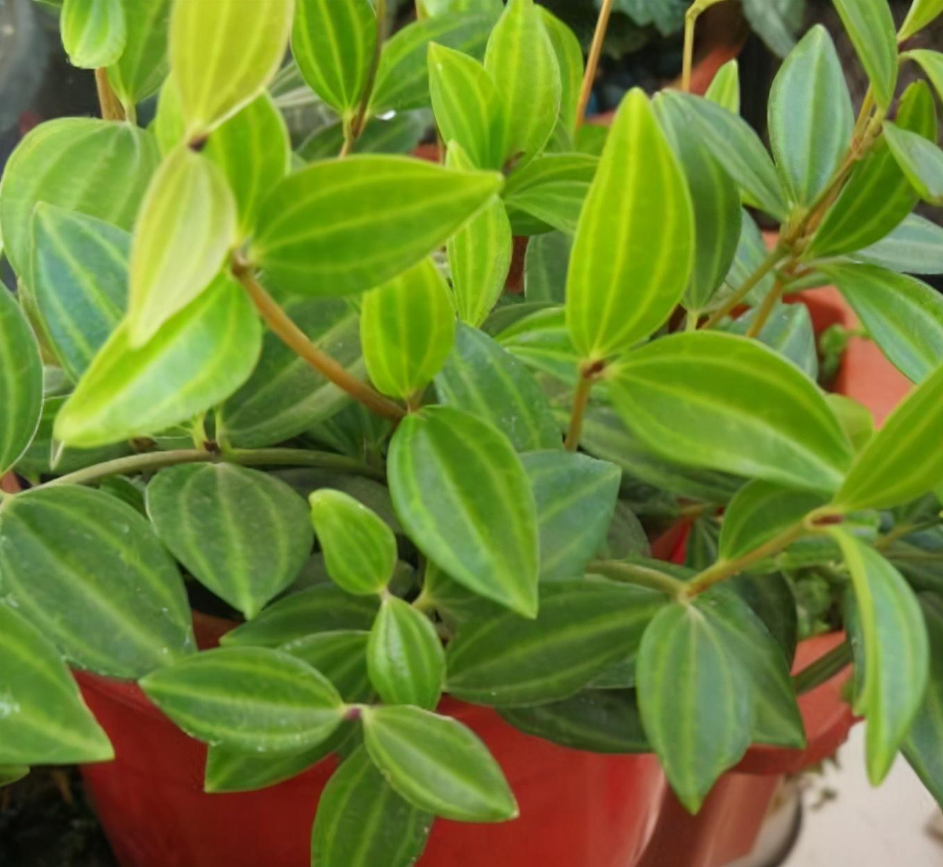 白脉椒草长得丑养法不对4个细节拯救颜值