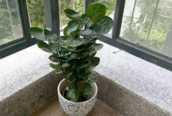 金钱兜被誉为兜财小能手又名圆叶福禄桐金钱多多