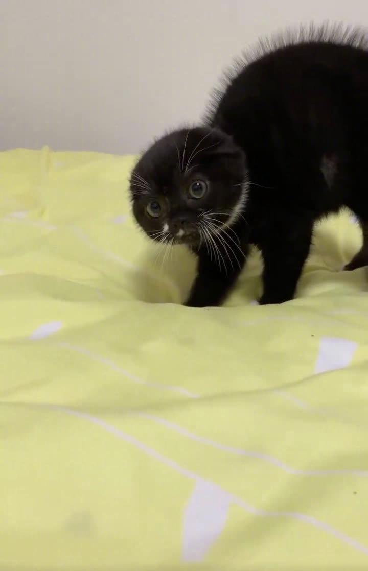 气到炸毛的小黑猫 (cr:aipaws)