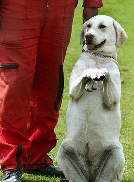 导盲犬"拉布拉多",这五大优势让你欲罢不能