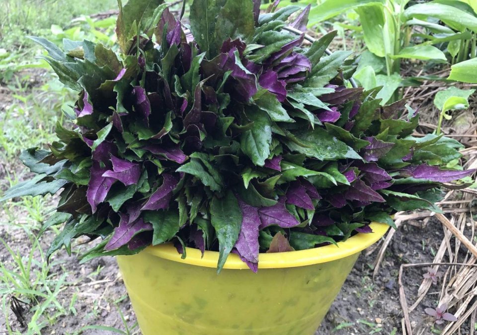 红凤菜还有药用价值,它的药用价值体现在能够清热凉血,解毒消肿,活血