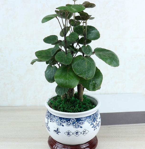 金钱兜被誉为兜财小能手又名圆叶福禄桐金钱多多