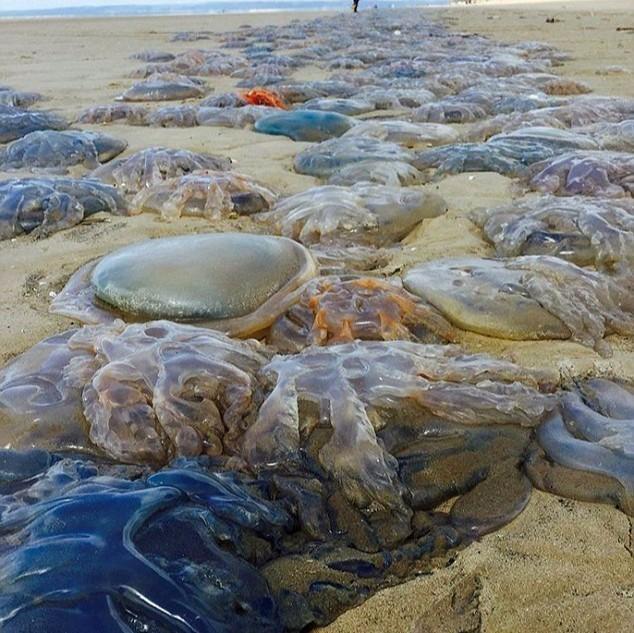 英国泛滥的巨型水母,网友:凉拌味道应该不错