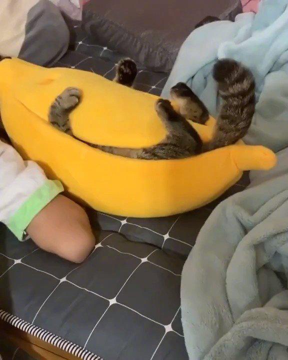 猫躲在香蕉里睡觉,尾巴还不停的动着.