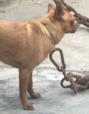 狗狗被大粗铁链拴住无人喂养只能等死渴望生存的眼神感动众人