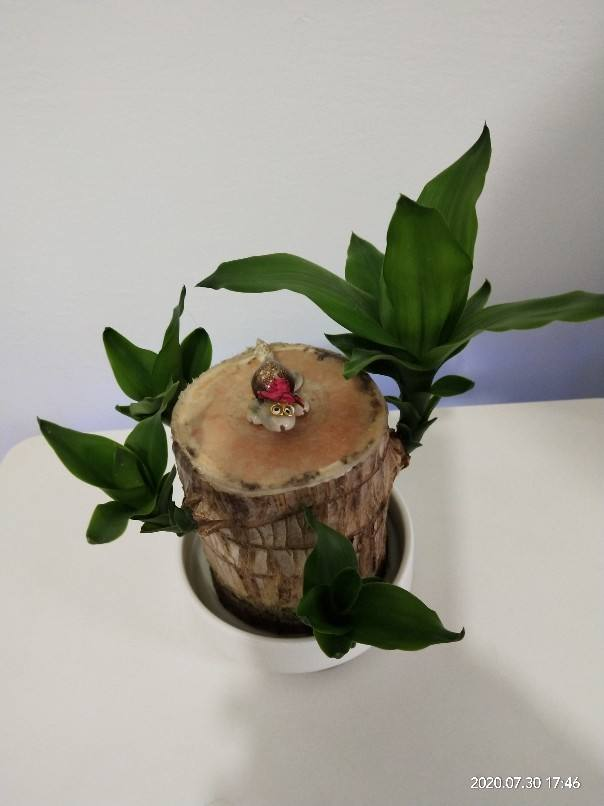 家里养盆巴西木加点水就能冒芽绿油油超有生机感