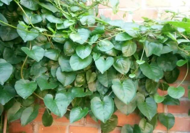 藤三七富含有丰富营养,尤以胡萝卜素含量较高,具有滋补,壮腰健膝,消肿