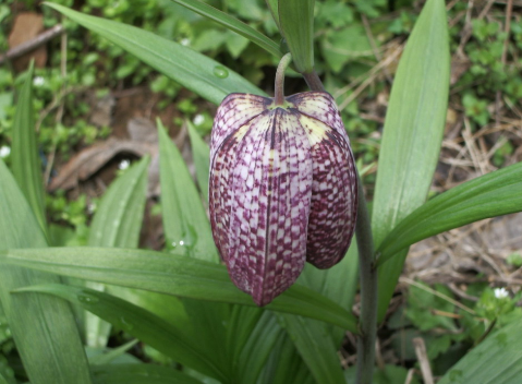 在山坡上,遇到这种"杂草"要珍惜,价值极高,至少68块钱一斤