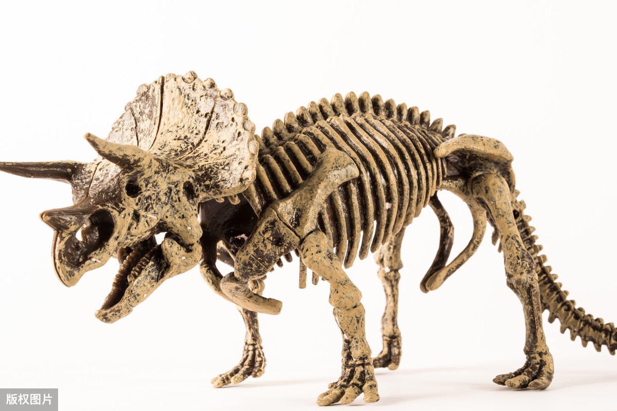 小时候最爱的一种恐龙,和霸王龙一样被人们熟知的角龙类__财经头条
