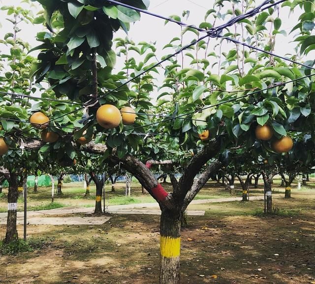 棚架梨树直斜平三步上架技术