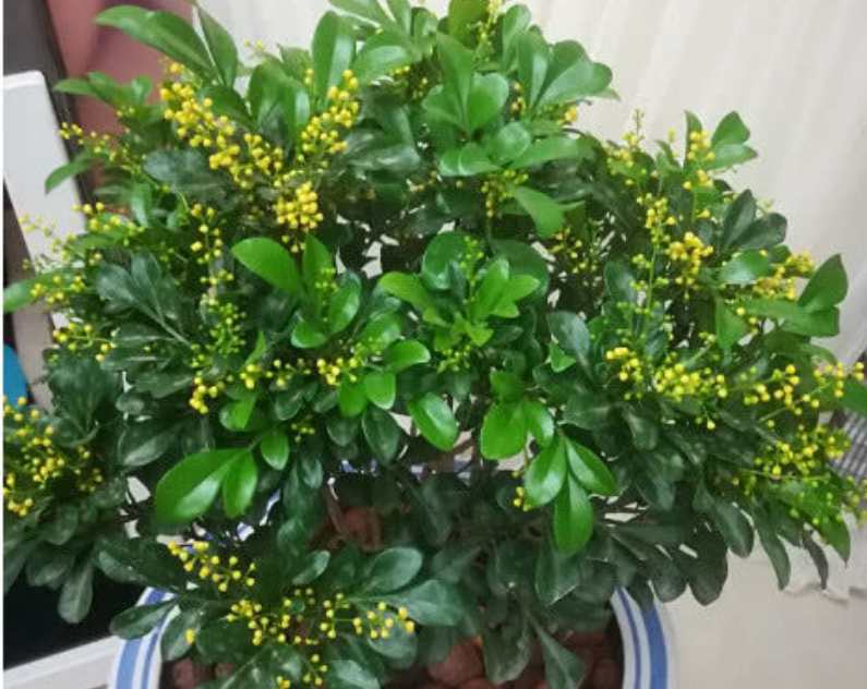 米兰花虎皮兰是比较耐旱的,前期栽培尽可能不要用太大的盆,选择小一点