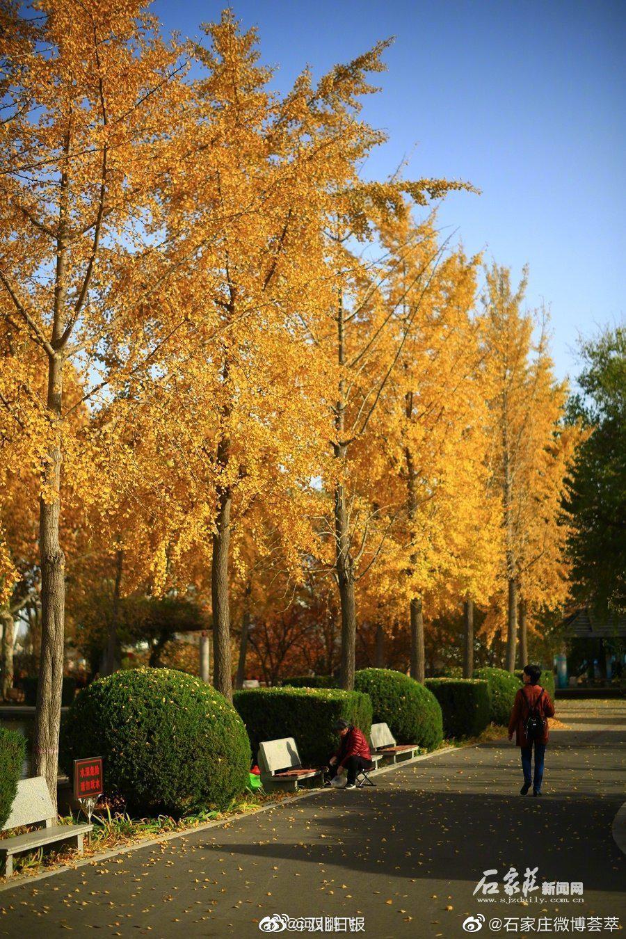 美不胜收石家庄植物园银杏林宛如童话世界