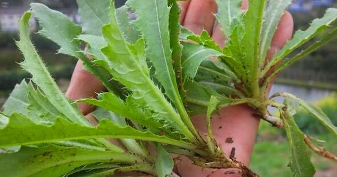 提个醒:路边碰到此野草,记得摘回家,好处十分的多,了解下|刺儿菜|野草