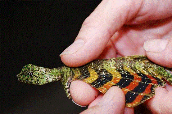 3亿年前的它,比翼龙还要早|大自然|飞蜥|翼龙_新浪新闻