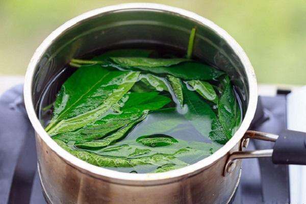 白发不要着急染,农村常见的叶子泡水,坚持一个月,白发变黑发|芝麻叶