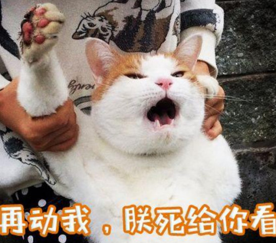 大橘离家出走被主人半路给截住,这挣扎的小表情:放开我我要自由