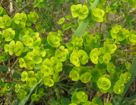 农村一种不起眼的"猫眼草",曾被当做杂草,殊不知药用价值极高