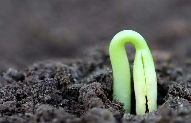 种子发芽需要阳光吗?播种时,你一定要先查看种子说明书!