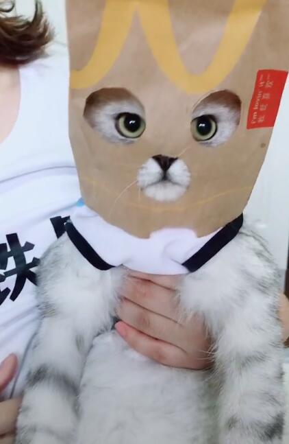 猫咪脑袋被套上袋子,变脸成大侠,主人在一旁笑到手抖!