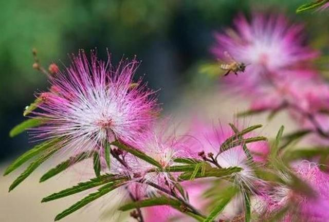 世间奇花异草 有的花开时如流苏万缕 有的如烟火绽放 美如梦境 流苏 合欢 香水 新浪新闻