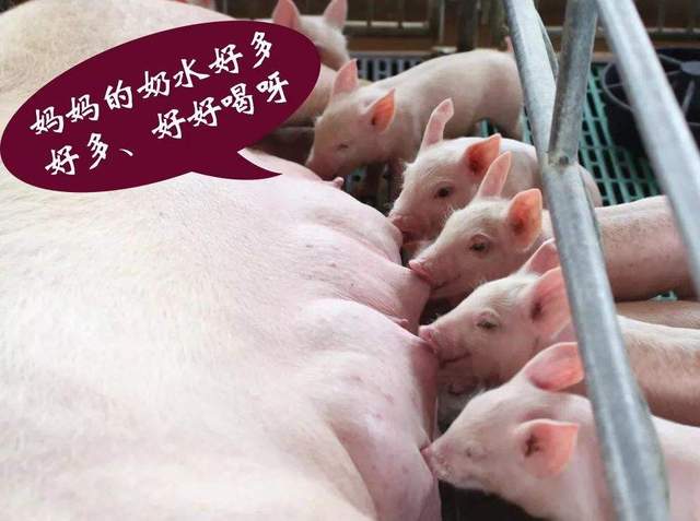 母猪产后吃什么奶水多试试吃它母猪奶水流不停