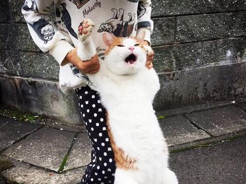 大橘离家出走被主人半路给截住,这挣扎的小表情:放开我我要自由