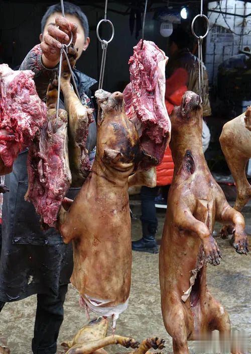 你要是详细追问狗肉的来源,老板大都含糊其辞,说不出个所以然来.