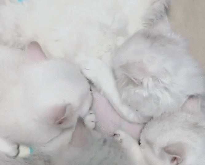 猫咪喂奶到崩溃,一群小猫同时吸奶,猫妈生无可恋!