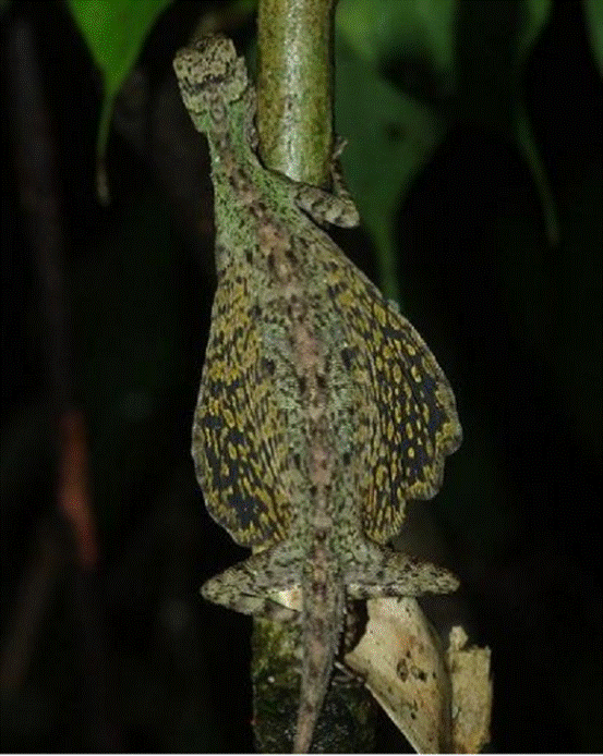 3亿年前的它,比翼龙还要早|大自然|飞蜥|翼龙_新浪新闻
