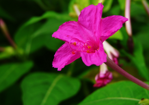 农村一种珍贵的"状元花",药用价值特别高,遇到就带回家吧