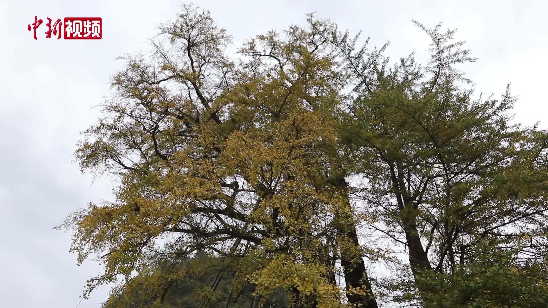 世界最古老银杏树遭雷劈后自愈