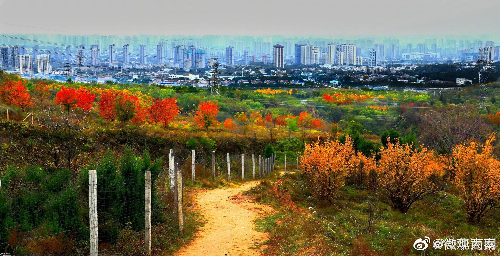 如画美景西安纺织城红旗坡万亩林