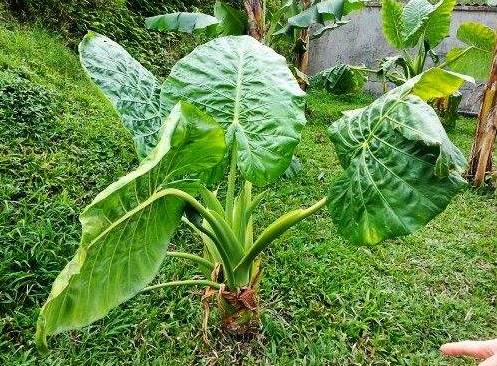乡下无人知的野菜,能消肿止痛,清热解毒,城里人没见过|野菜|山芋|芋头