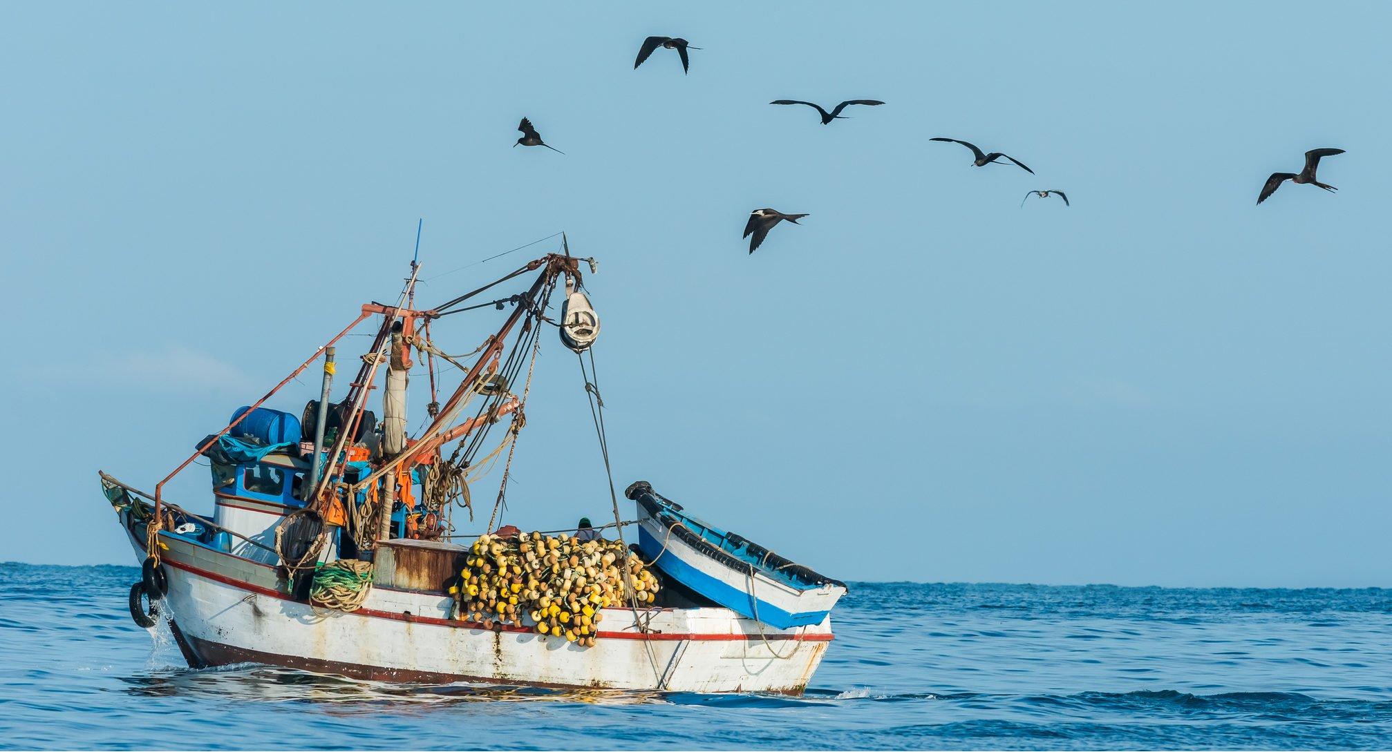 秘鲁渔场的鱼是真的多,全员出动钓上来四五百斤
